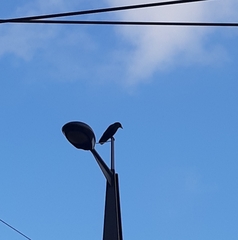 Corvus corone