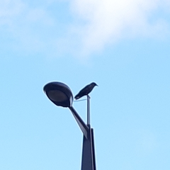 Corvus corone