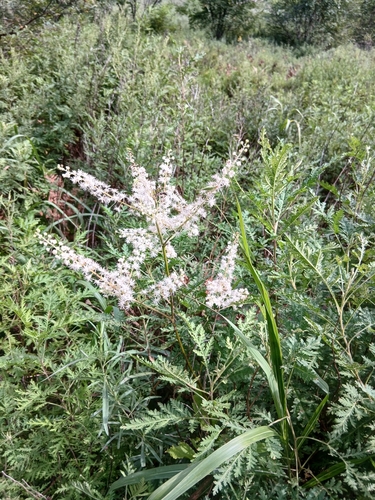 Dahurian bugbane (Actaea dahurica)