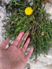 Taraxacum