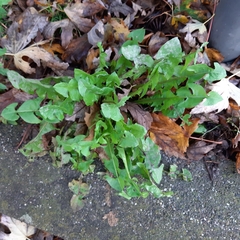Taraxacum officinale