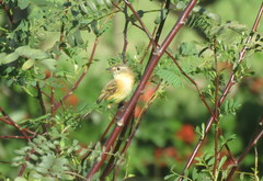 Polystictus pectoralis