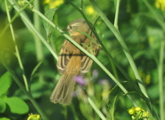 Polystictus pectoralis