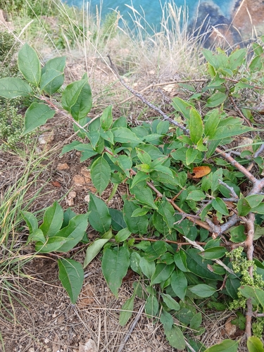 Manchurian Crabapple (Malus mandshurica)