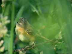 Polystictus pectoralis