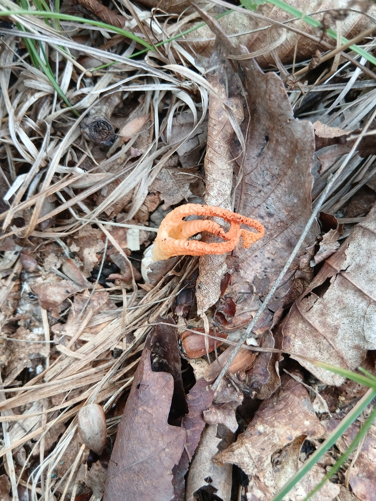 Pseudocolus fusiformis · August 2025 · photo: © dmitrydunin369 (iNaturalist, cc-by)