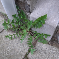 Sonchus oleraceus