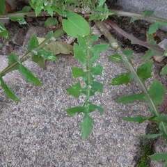 Sonchus oleraceus