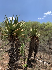 Aloe marlothii marlothii