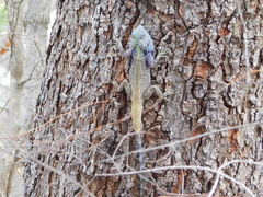 Acanthocercus gregorii