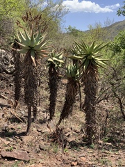 Aloe marlothii marlothii