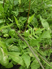 Rorippa laciniata