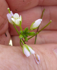 Rorippa laciniata