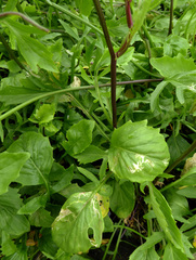 Rorippa laciniata