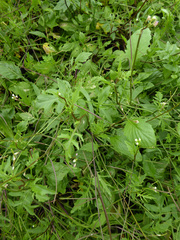 Rorippa laciniata