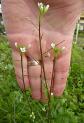 Rorippa laciniata