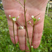 Rorippa laciniata - Photo no hay derechos reservados, subido por Peter de Lange