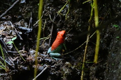 Oophaga granulifera