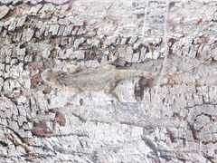 Acanthocercus gregorii