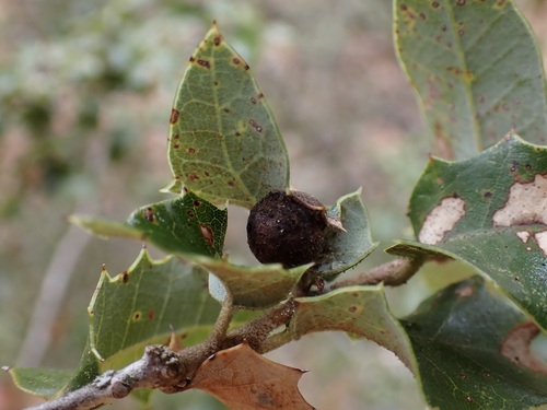 iNaturalist observation photo of Round Leaf Gall Wasp