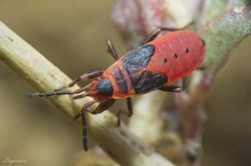 Mediterranean red bug