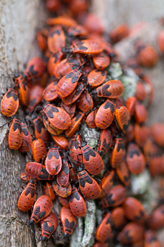 Mediterranean red bug