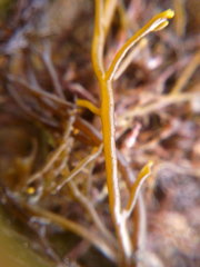 Gongolaria barbata