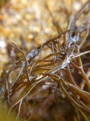 Gongolaria barbata