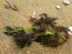Gongolaria barbata