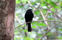 Knipolegus cyanirostris