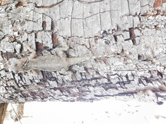 Acanthocercus gregorii