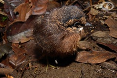 Crypturellus soui