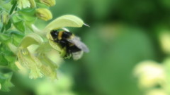 Bombus hortorum