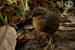 Crypturellus soui
