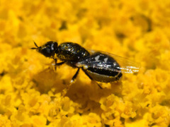 Nemotelus pantherinus