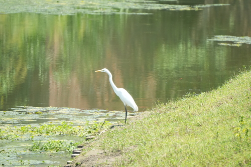 Great Egret