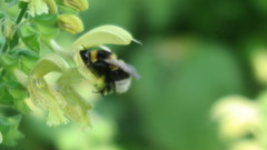 Bombus hortorum