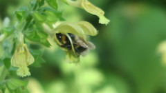 Bombus hortorum