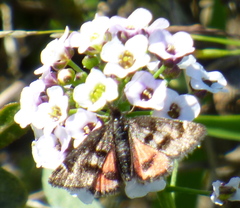 Pyrausta dapalis