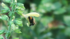 Bombus hortorum
