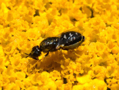 Nemotelus pantherinus