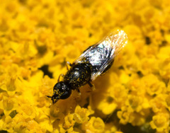 Nemotelus pantherinus