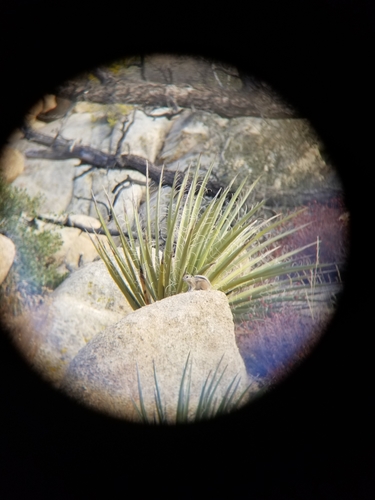 iNaturalist observation photo of White-tailed Antelope Squirrel