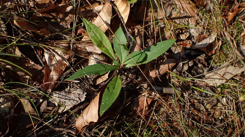 common hawkweed (Hieracium lachenalii)