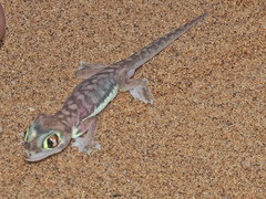 Pachydactylus rangei