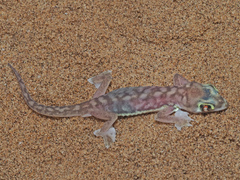 Pachydactylus rangei