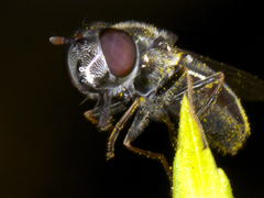 Platycheirus stegnus