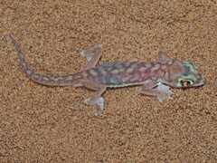 Pachydactylus rangei