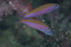 Luzonichthys waitei