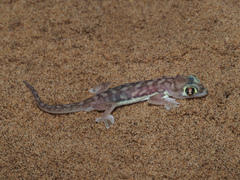Pachydactylus rangei